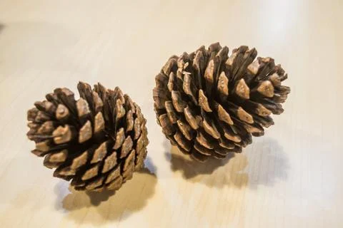 Pine cone Stock Photos