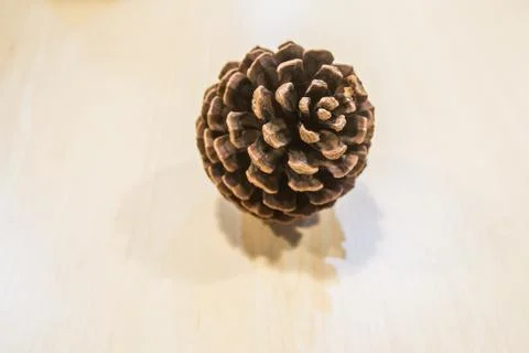 Pine cone Stock Photos