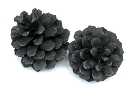 Pine cone Stock Photos