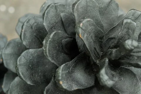 Pine cone Stock Photos