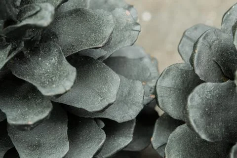 Pine cone Stock Photos