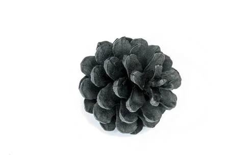 Pine cone Stock Photos