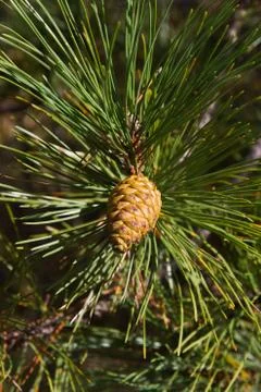 Pine cone Foto stock