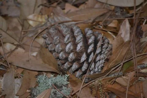Pine cone Foto stock