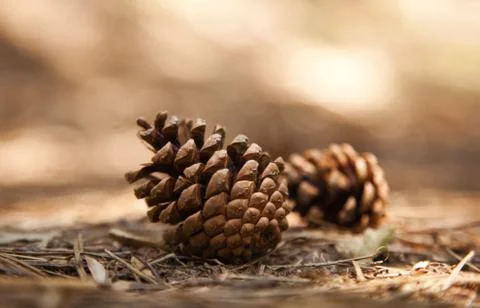 Pine cone Stock Photos