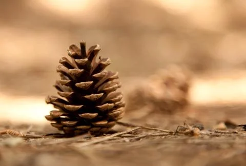 Pine cone Stock Photos