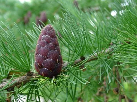 Pine cone Stock Photos