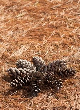 Pine cone Stock Photos