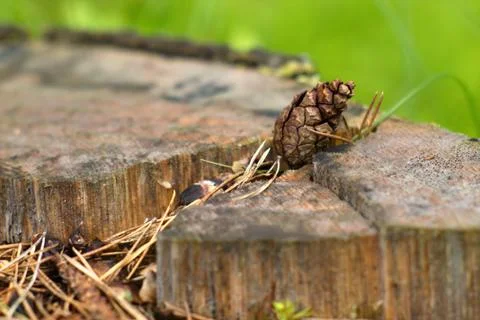 Pine cone Stock Photos