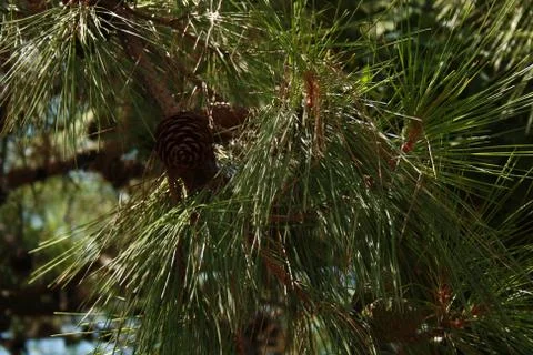 Pine cone Stock Photos