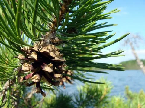 Pine cone Foto stock