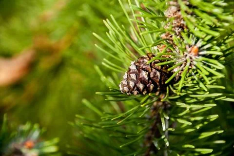 Pine cone Stock Photos