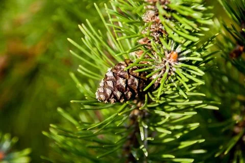 Pine cone Stock Photos