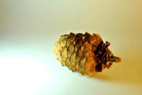 Pine cone Stock Photos