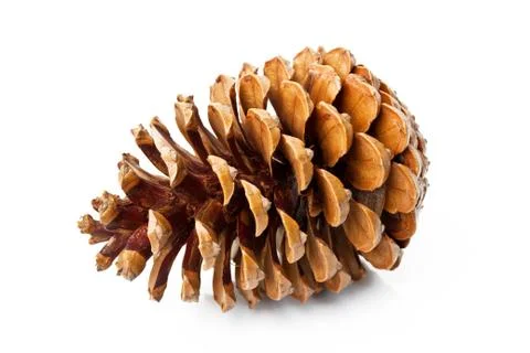Pine cone Stock Photos