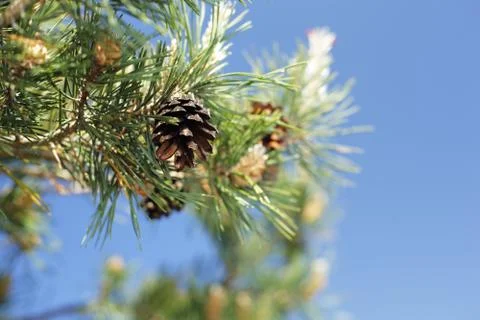 Pine Cone Foto stock