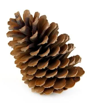 Pine cone Stock Photos