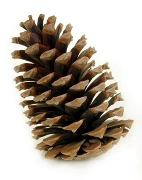 Pine cone Stock Photos