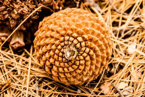 Pine Cone Stock Photos