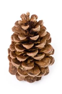 Pine Cone Stock Photos