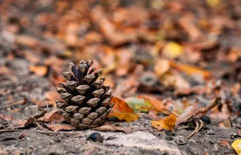 Pine cone Stock Photos