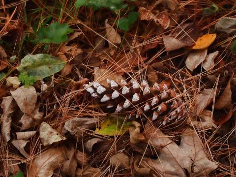 Pine cone Stock Photos