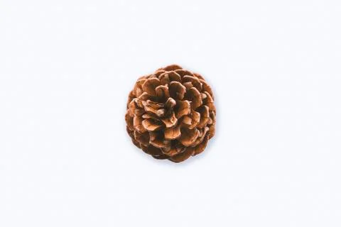 Pine cone Stock Photos