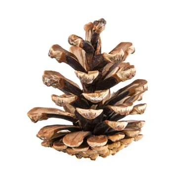 Pine cone Stock Photos