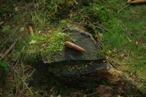 Pine cone Stock Photos