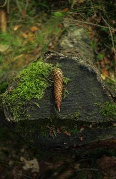 Pine cone Stock Photos