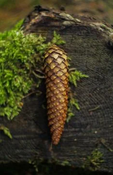 Pine cone Stock Photos