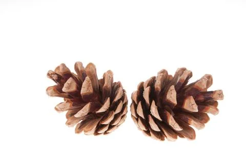 Pine Cone Stock Photos