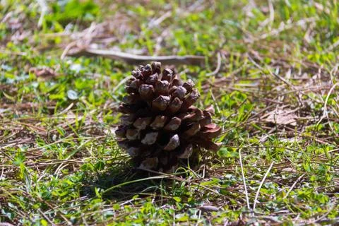 Pine cone Stock Photos