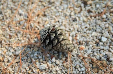 Pine cone Stock Photos