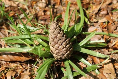 Pine Cone. Stock Photos