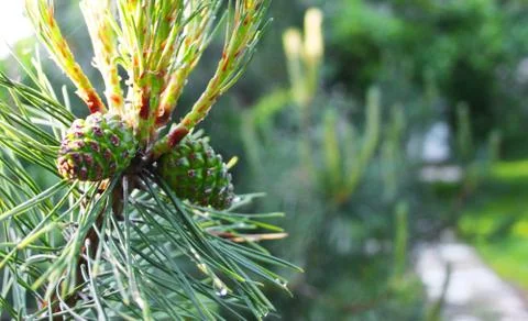 Pine cone Stock Photos