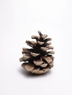 Pine cone Stock Photos