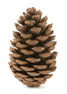Pine cone Stock Photos
