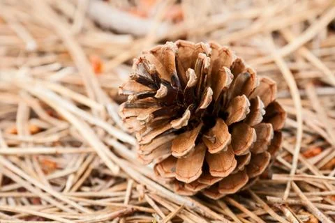 Pine cone Stock Photos