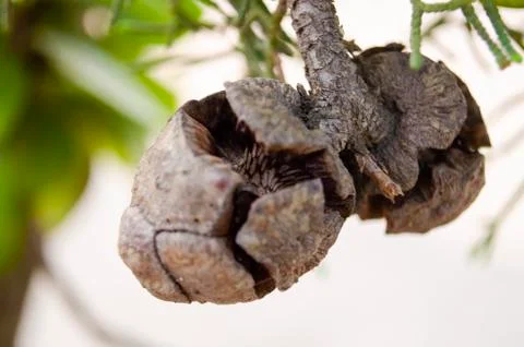 Pine cone Stock Photos
