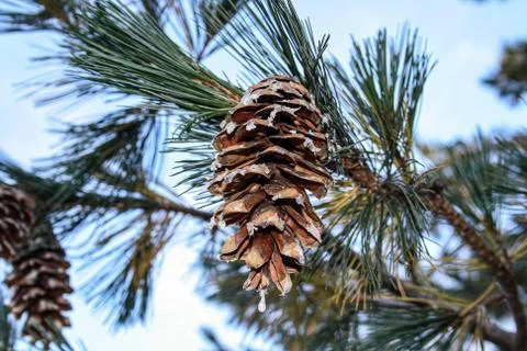 Pine cone Stock Photos