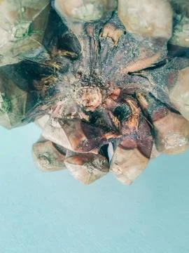 Pine cone Stock Photos