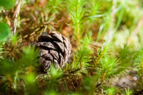 Pine cone Stock Photos