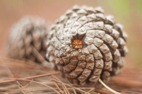 Pine cone Stock Photos