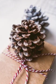 Pine cone Stock Photos