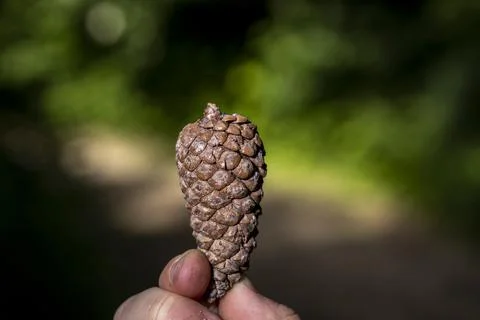 A pine cone 库存照片