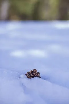 Pine Cone. Stock Photos