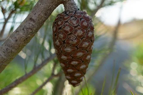 Pine cone Stock Photos