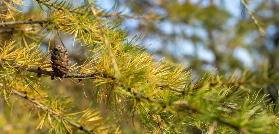 Pine cone. 写真素材