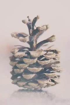 A pine cone Stock Photos